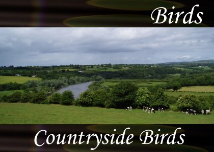 Countryside Birds