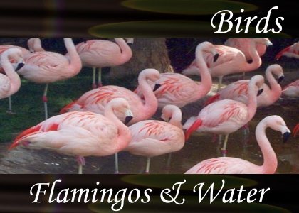 Flamingos and Water