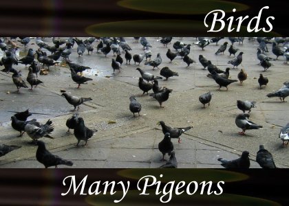 Many Pigeons 1