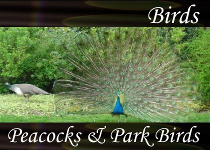Peacocks and Park Birds