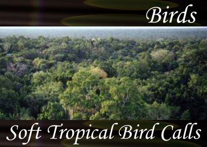 Soft Tropical Bird Calls