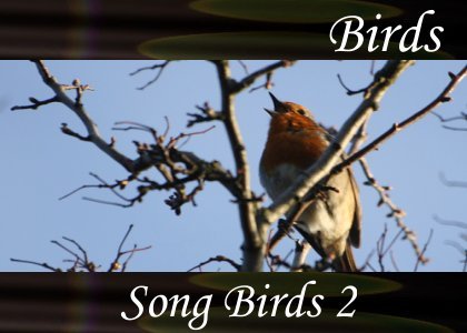 SoundScenes - Atmo-Birds - Song Birds 2