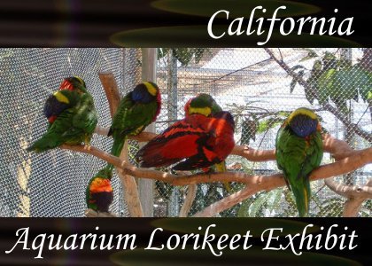 SoundScenes - Atmo-California - Aquarium Lorikeet Exhibit