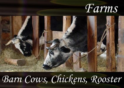 Barn Cows Chicken Rooster
