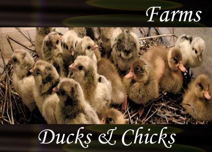 Ducks and Chicks