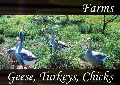 Geese Turkeys Chicks
