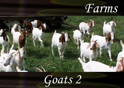 SoundScenes - Atmo-Farm - Goats 2