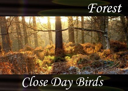 SoundScenes - Atmo-Forests - Close Day Birds