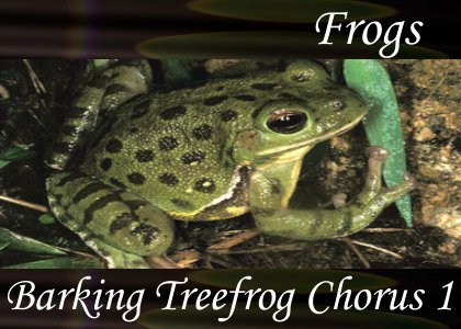Barking Treefrog Chorus 1