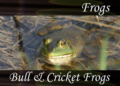 Bull and Cricket Frogs
