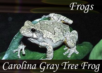SoundScenes - Atmo-Frogs - Carolina Gray Tree Frog