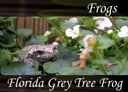 Florida Gray Tree Frogs