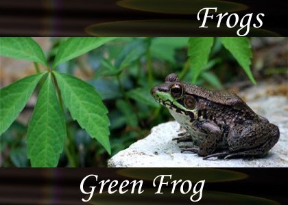 SoundScenes - Atmo-Frogs - Green Frog