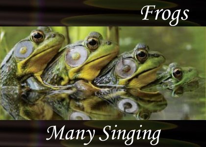 SoundScenes - Atmo-Frogs - Many Singing