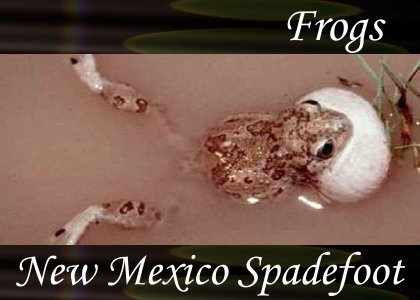 SoundScenes - Atmo-Frogs - New Mexico Spadefoot