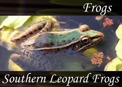 SoundScenes - Atmo-Frogs - Southern Leopard Frogs