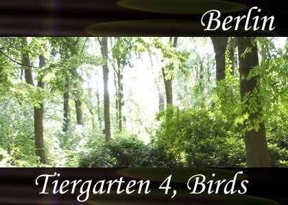 Tiergarten Birds
