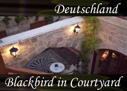Blackbird in Courtyard