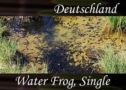 SoundScenes - Atmo-Germany - Deutschland, Water Frog Single