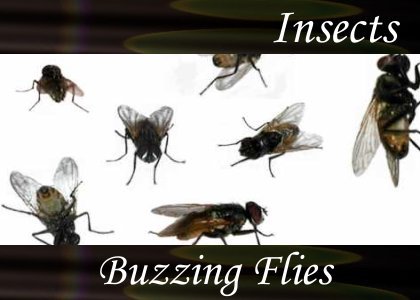 Buzzing Flies