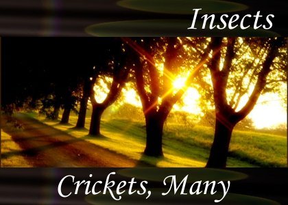 Crickets, Many