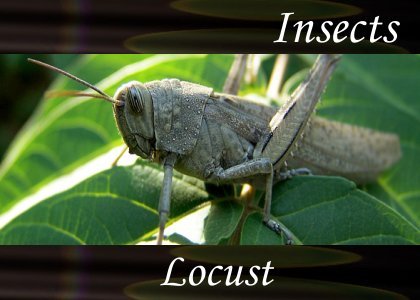 SoundScenes - Atmo-Insects - Locust