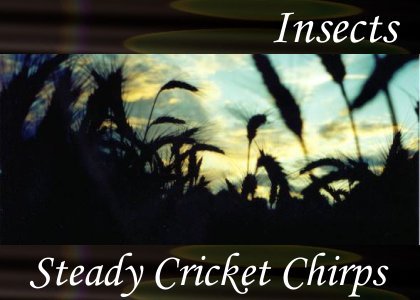 SoundScenes - Atmo-Insects - Steady Cricket Chirps