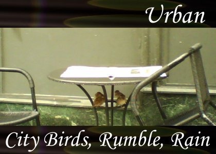 City Birds, Rumble, Rain