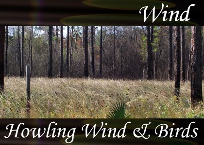 SoundScenes - Atmo-Wind - Howling Wind and Birds