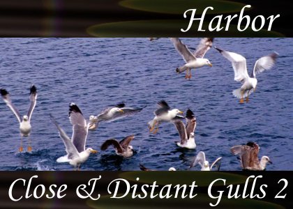 Close & Distant Gulls 2