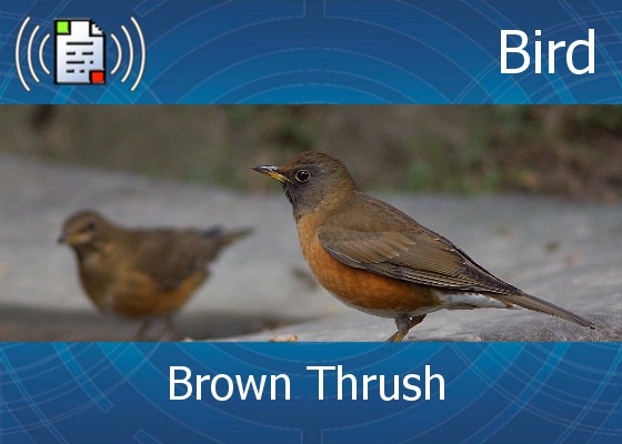 Brown Thrush
