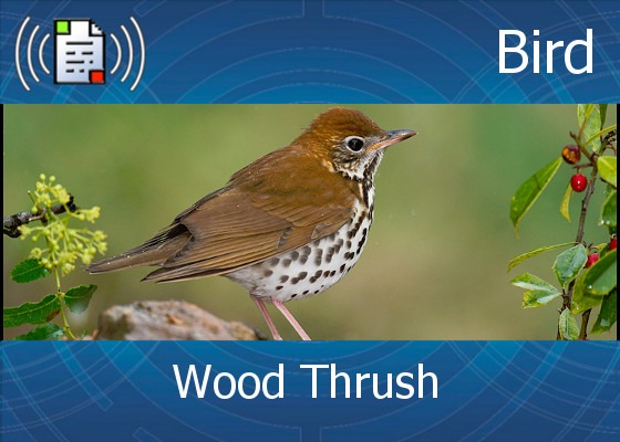 Wood Thrush