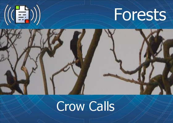 km-atmo-forests – crow calls