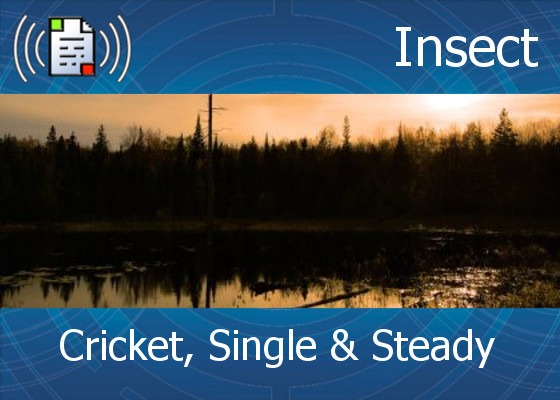 km-atmo-insect – cricket, single and steady