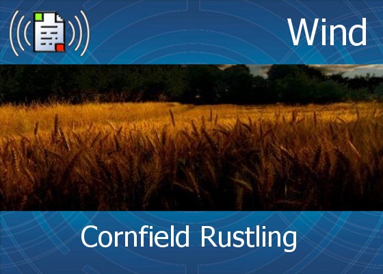 km-atmo-wind – cornfield rustling