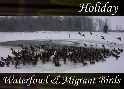 Waterfowl and Migrant Birds