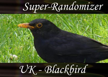 SoundScenes - Super Randomizer - Blackbird