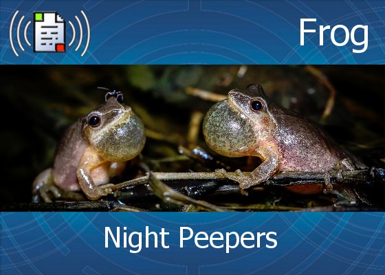 km-atmo-frog – night peepers